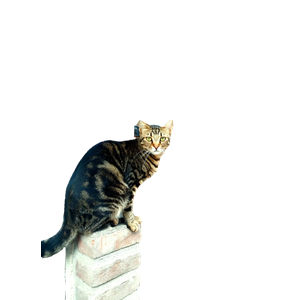 Brown Tabby Cat Perched On A Brick Ledge Beside A Rustic Wooden Door. 16660 - Cat PNG image with transparent background